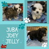 J Pups (Puppy)