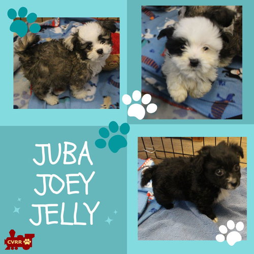 J Pups (Puppy), an adoptable Shih Tzu in Lindsay, CA