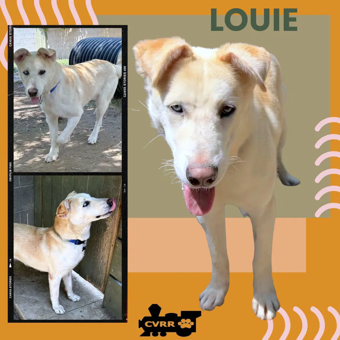 Louie - Retriever