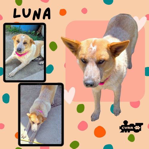 Luna, an adoptable Australian Cattle Dog in Lindsay, CA