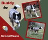 Buddy (GrandPaws)