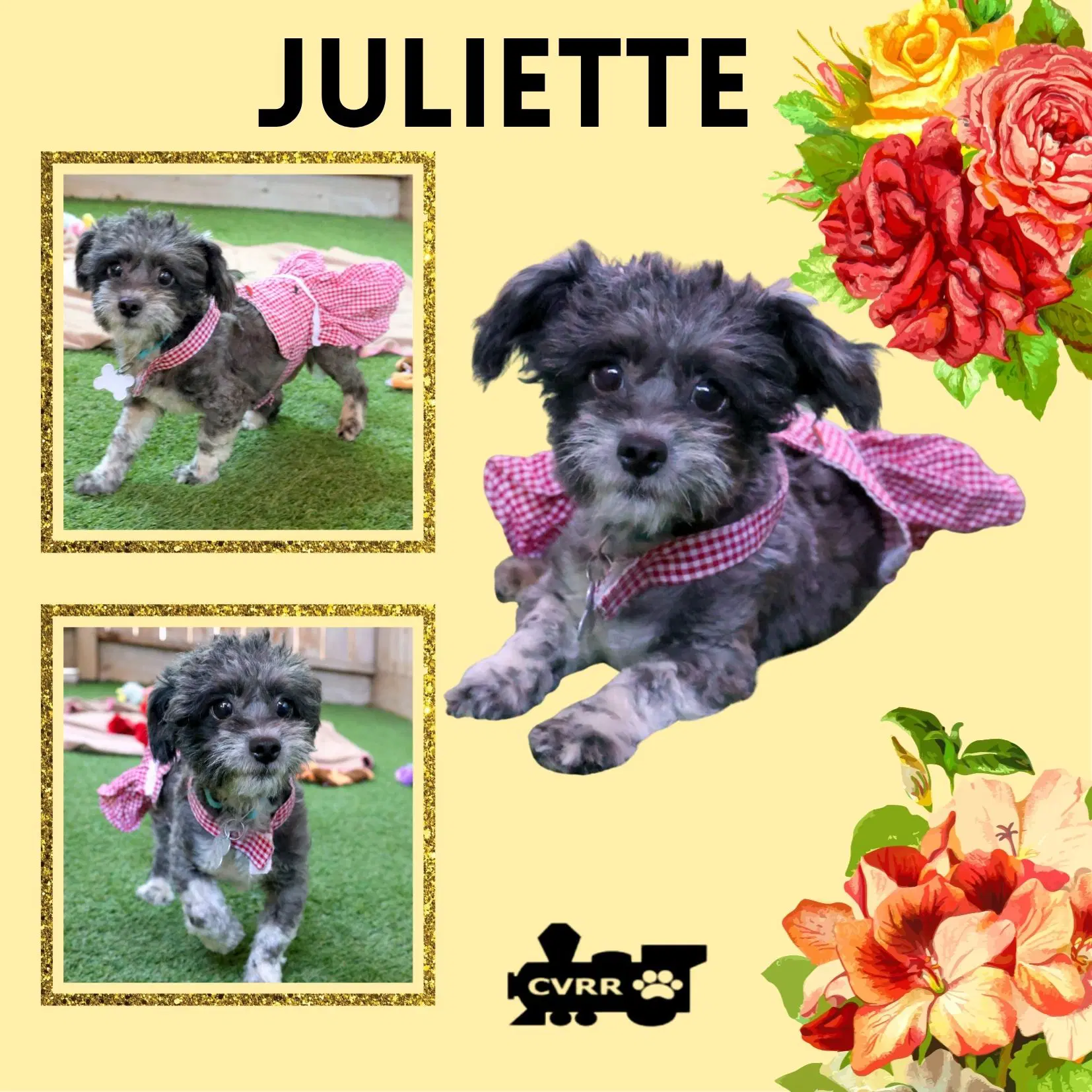 Juliette - Terrier