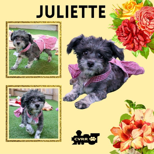 Juliette (Ritzy), an adoptable dog