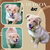 Hudson (Puppy)