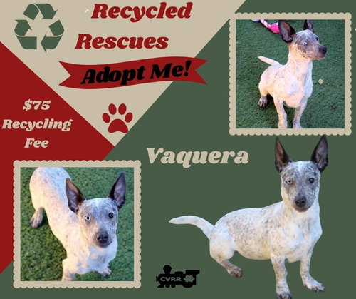 Vaquera (Recycle), an adoptable Australian Cattle Dog in Lindsay, CA