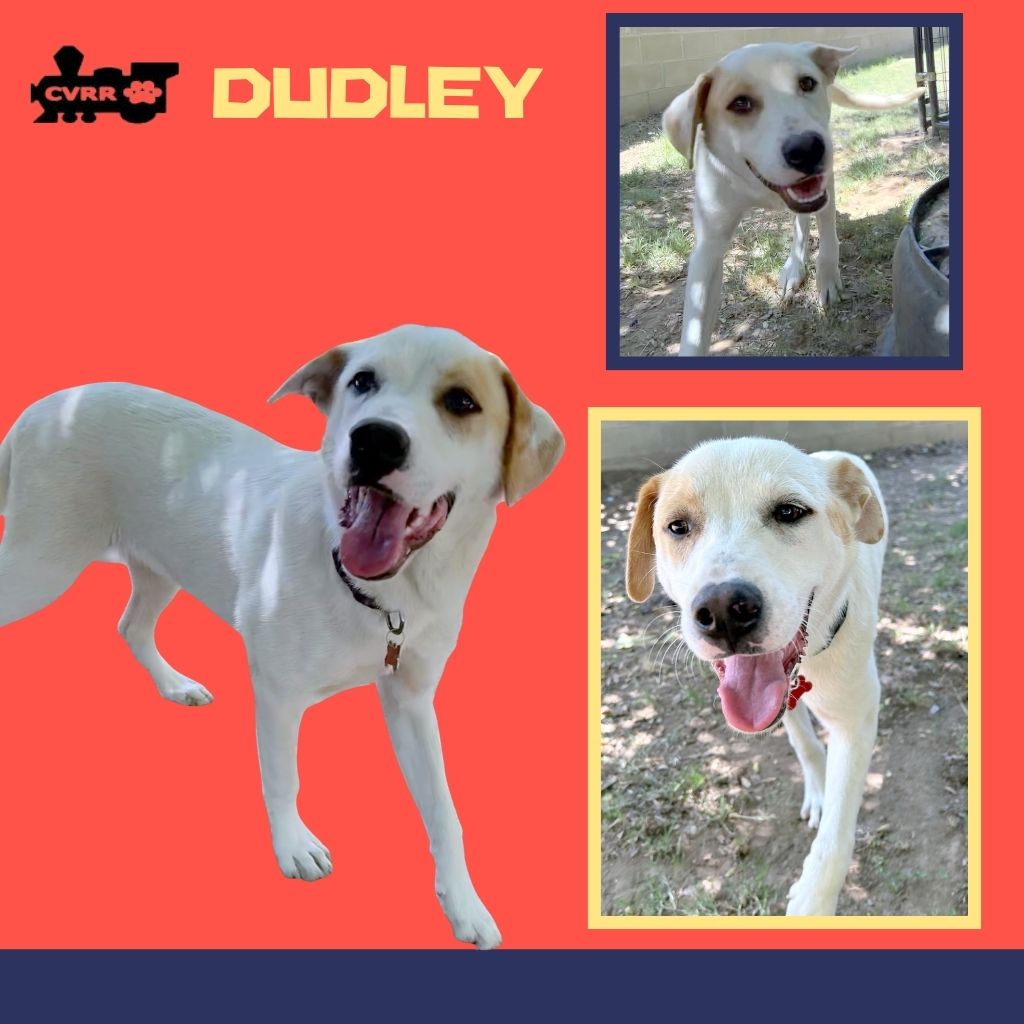 Dudley Image