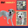 Dudley