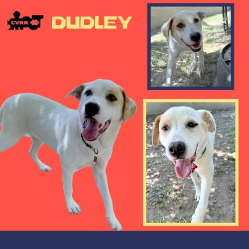 Dudley, an adoptable Retriever in Lindsay, CA
