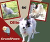 Ollie (GrandPaws)