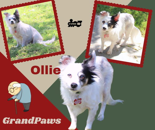 Ollie (GrandPaws), an adoptable Papillon in Lindsay, CA