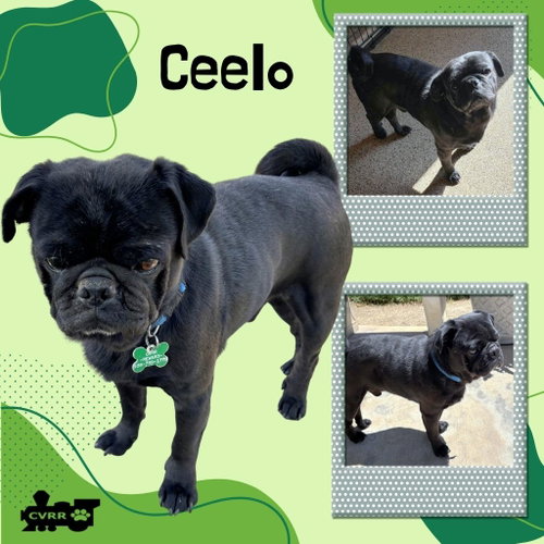 Ceelo (Ritzy), an adoptable Pug in Lindsay, CA