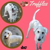 Truffles (Ritzy)
