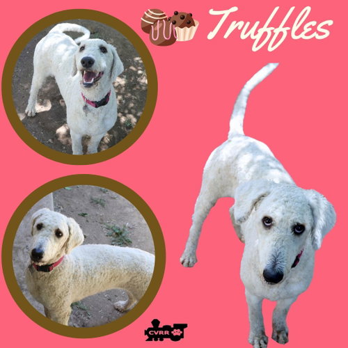 Truffles (Ritzy)