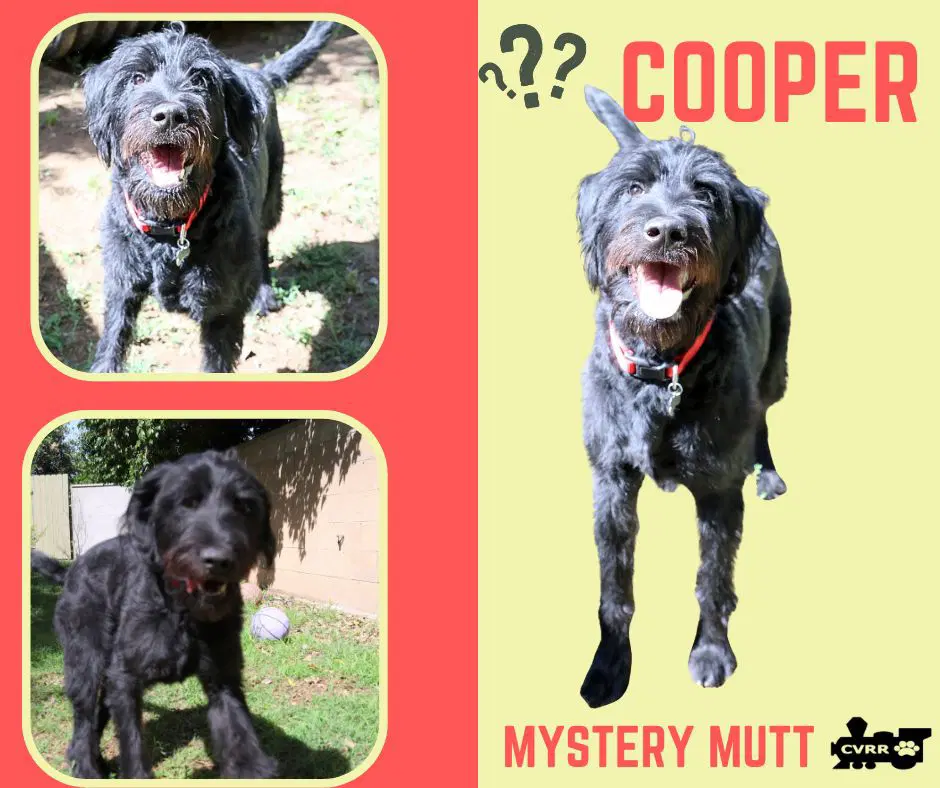 Cooper Ritzy - Poodle (Standard)