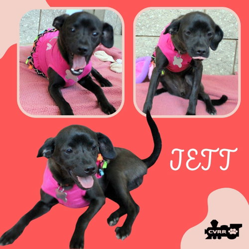 Jett, an adoptable Italian Greyhound in Lindsay, CA