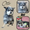 Otto