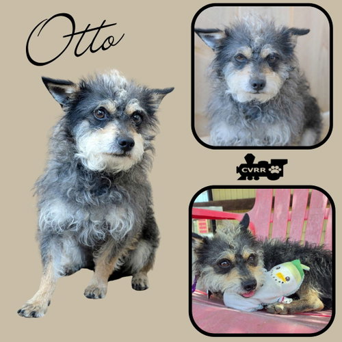 Otto, an adoptable Schnauzer in Lindsay, CA