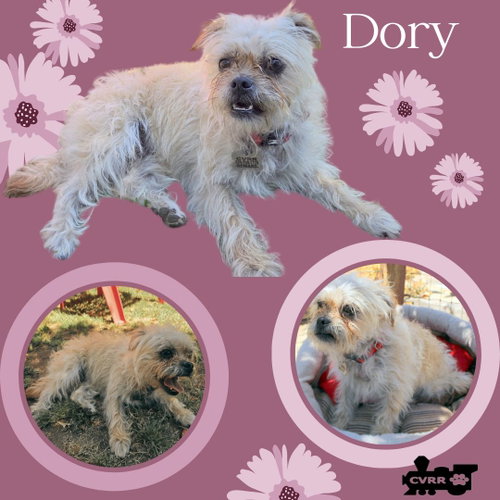 Dory, an adoptable Shih Tzu in Lindsay, CA