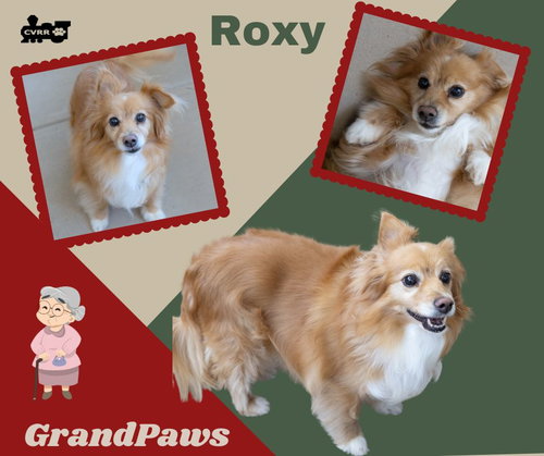Roxy (GrandPaws), an adoptable Papillon in Lindsay, CA