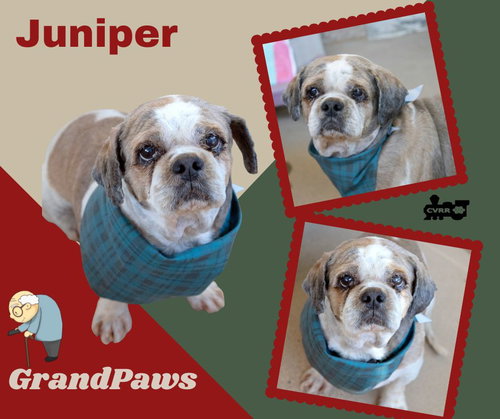 Juniper (GrandPaws), an adoptable Shih Tzu in Lindsay, CA