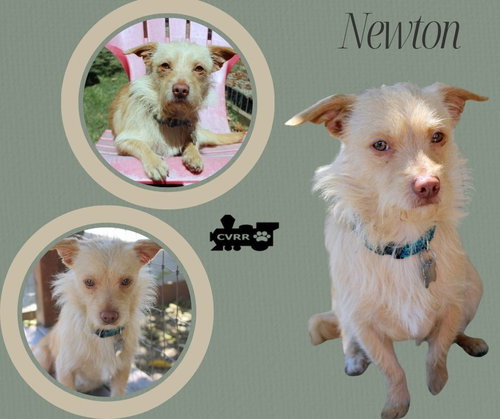 Newton, an adoptable Terrier in Lindsay, CA