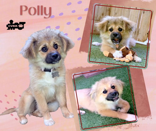 Polly, an adoptable Shetland Sheepdog Sheltie in Lindsay, CA