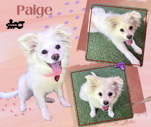 Jacqueline, an adoptable Shetland Sheepdog Sheltie in Lindsay, CA