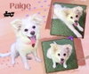 Paige (Puppy)