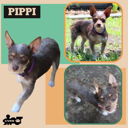 Pippi