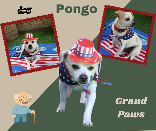 Pongo (GrandPaws)