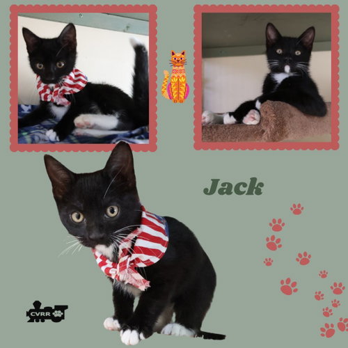 Jack (Kitten), Baby Tuxedo / Mixed (short coat), cat for adoption in Porterville, California
