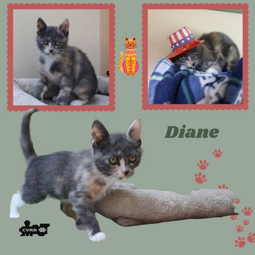 Diane (Kitten), Baby Tortoiseshell / Mixed (short coat), cat for adoption in Porterville, California
