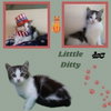 Little Ditty (Kitten)