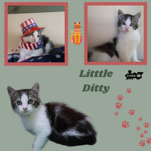 Little Ditty (Kitten), Baby Domestic Short Hair / Mixed (short coat), cat for adoption in Porterville, California