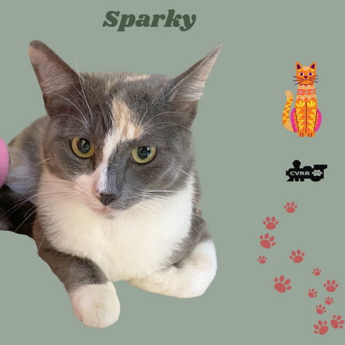 Sparky (Cat)