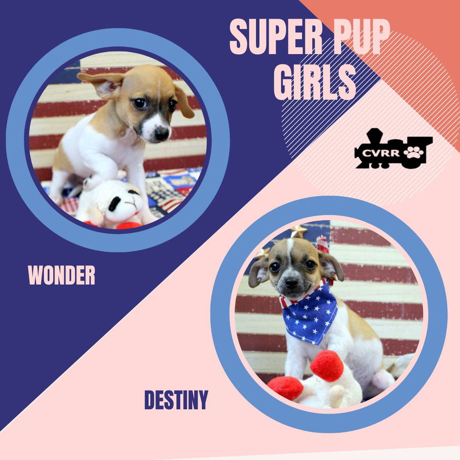 Super Pup Girls (Puppy)