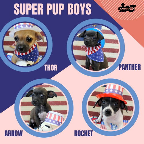 Super Pup Boys (Puppy)
