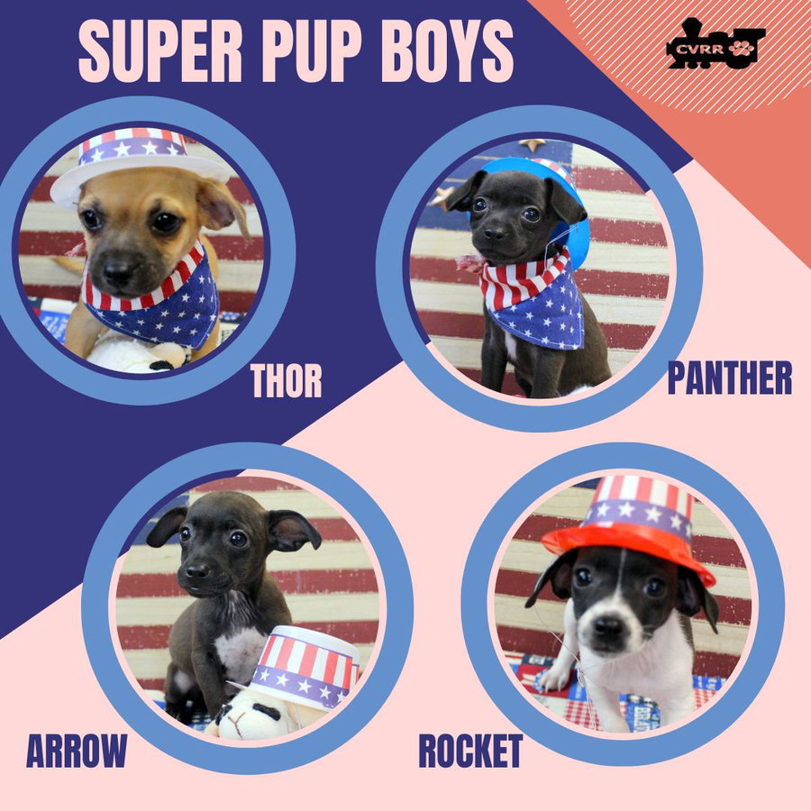 Super Pup Boys (Puppy)