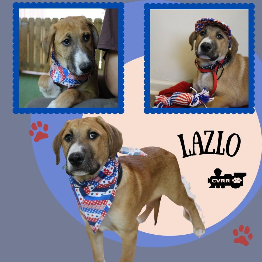 Lazlo (Puppy)