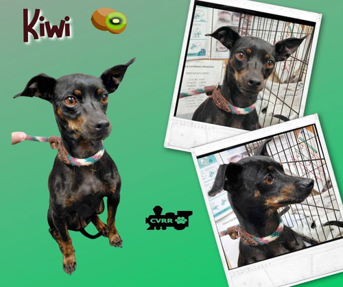 Kiwi