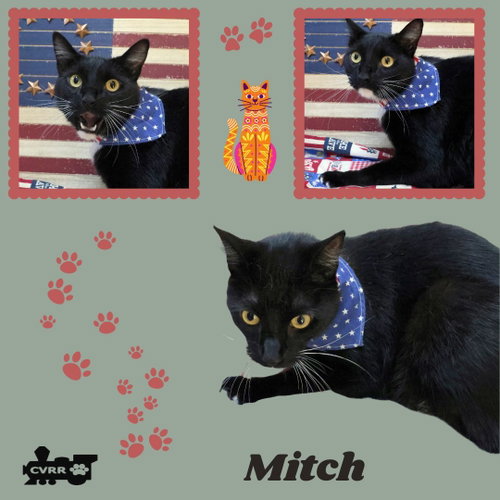 Mitch (Cat)