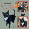 Mitch (Cat)