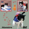 Maestro (Cat)