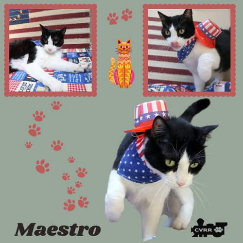 Maestro (Cat)