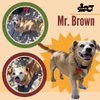 Mr. Brown