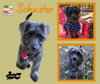 Schuster (Puppy)