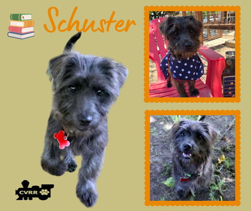 Schuster (Puppy)