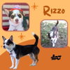 Rizzo