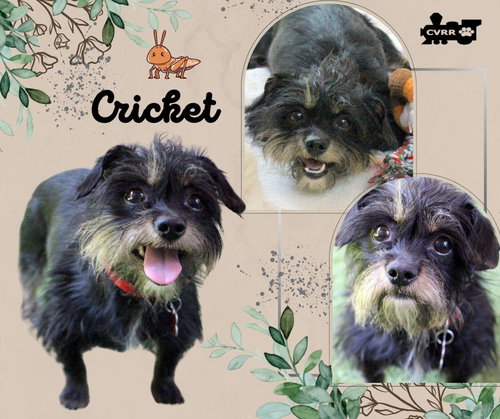 Cricket