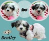 Bentley (Posh Puppy)